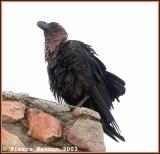 White-naped Raven (Corbeau  nuque blanche)