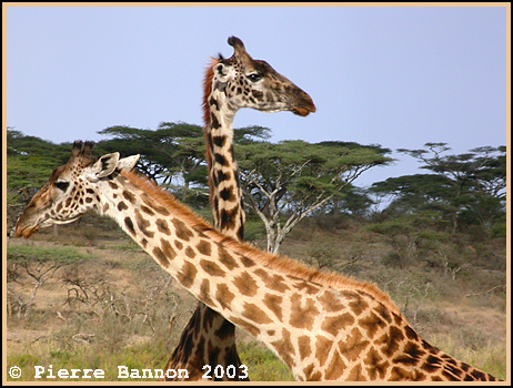 Masai Giraffe (Giraffe Masai)