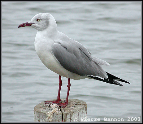 Grey-headed Gull (Mouette  tte grise)