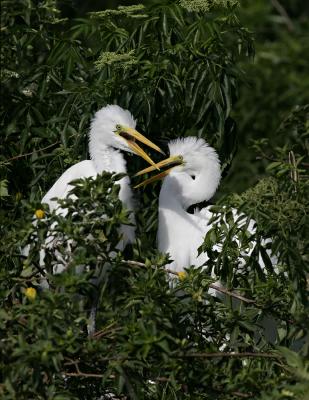 Great Egret Chicks