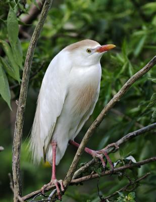 Cattle Egret