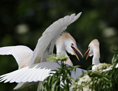 Cattle Egrets