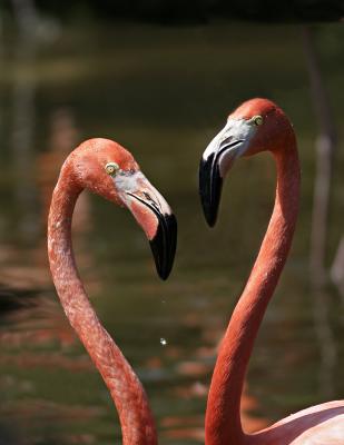 Flamingo Pair