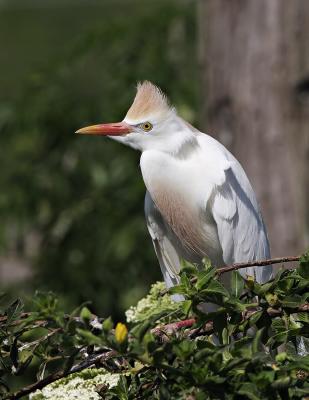 Cattle Egret