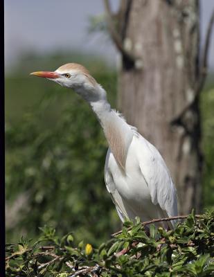 Cattle Egret