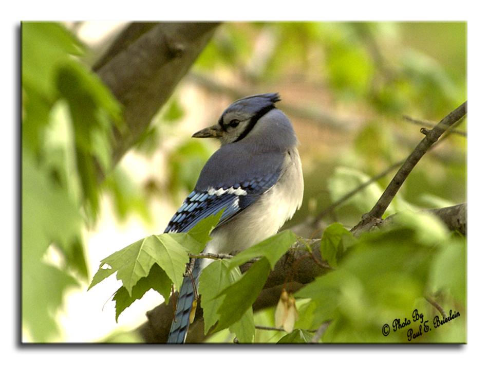 Blue Jay