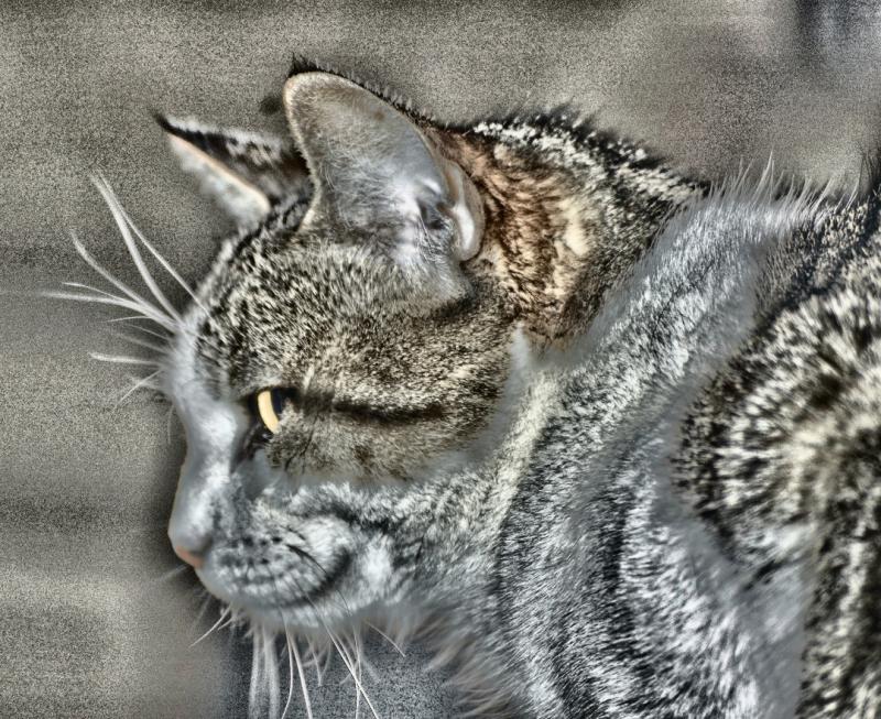 Mutsie