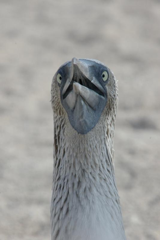 blue footed booby by mhjackson