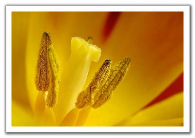 Yellow Tulip by Andrew