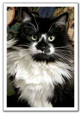 Twister the Cat by Andrew