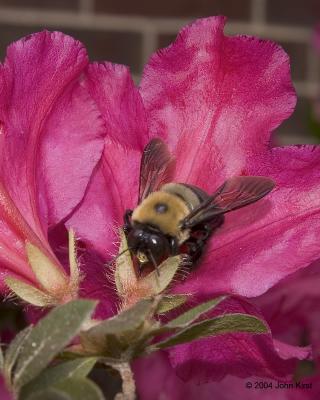 Bumble jkirst