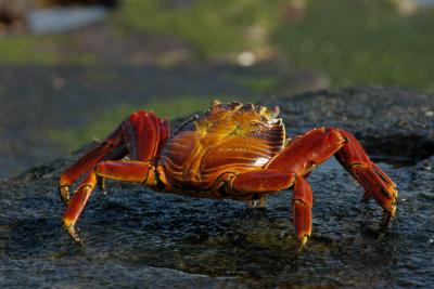 sally lightfoot crab by mhjackson