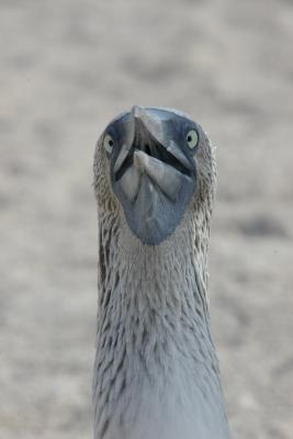 blue footed booby by mhjackson