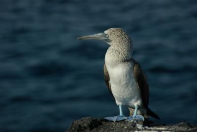 blue footed booby by mhjackson