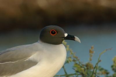 swallow tailed gull by mhjackson