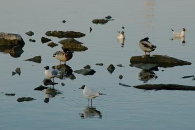 Birds on the rocks by Pata.jpg