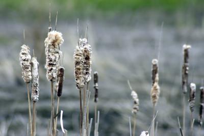 Cattails - J. Glover