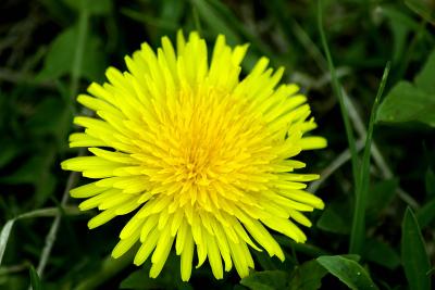 Dandelion - J. Glover
