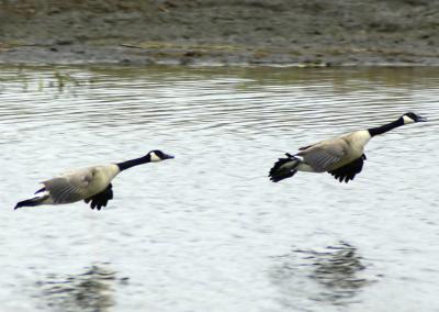Geese in Flight - J. Glover