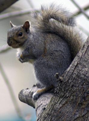 Grey Squirrel - J. Glover