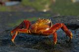 sally lightfoot crab by mhjackson