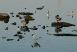 Birds on the rocks by Pata.jpg