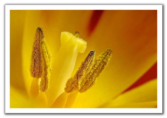 Yellow Tulip by Andrew