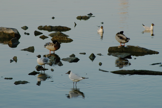 Birds on the rocks by Pata.jpg