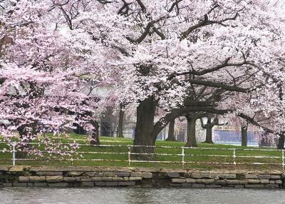 Cherry Trees