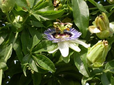 Bee on Passion Flower