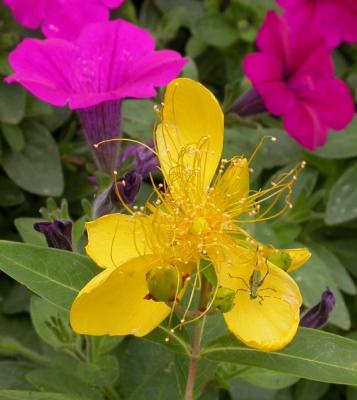 St. Johns Wort