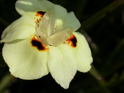 Bi-color Iris