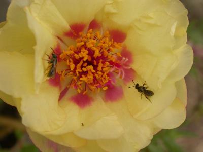 Cactus Flower with bees