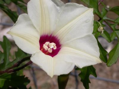 Alamo Vine