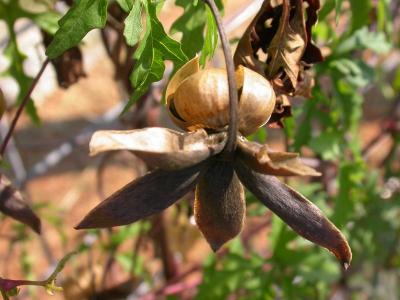 Alamo Vine Seed Pod