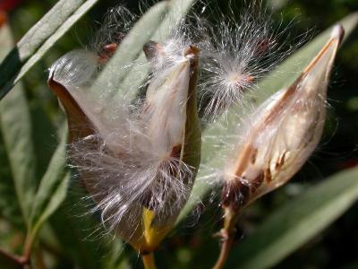 Tropical Milkweed Seeds