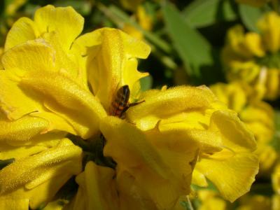 DSCN7182.JPG Bee on Jerusalem Sage