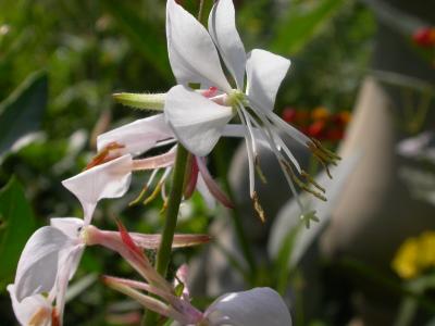 DSCN7121Gaura