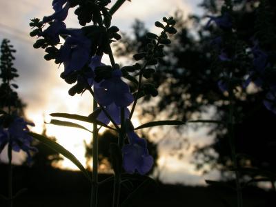 DSCN3593  Pitcher Sage at Sunrise