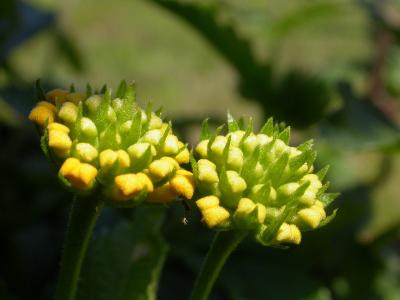 DSCN7250.JPG New Gold Lantana buds.jpg