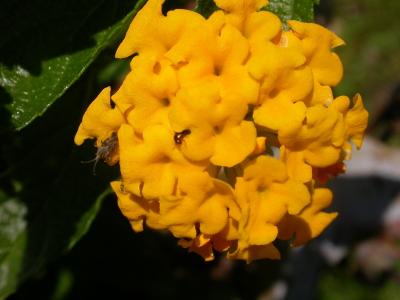 DSCN7240.JPG New Gold Lantana.jpg