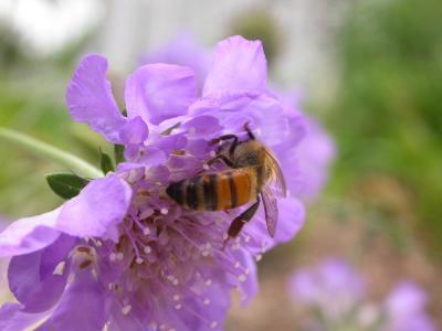 Bee on Pincushion Flower