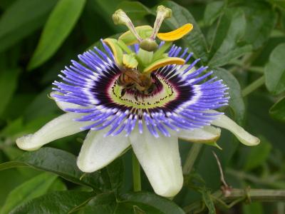 Bee on Passion Flower