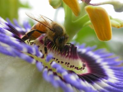 Close-up of Bee on Passion Flower