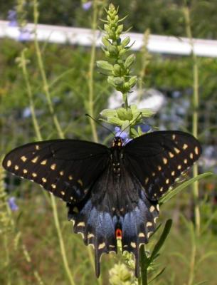 Pipevine Swallowtail on Pitcher Sage