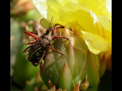Unknown insect on Cactus flower