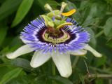 Bee on Passion Flower