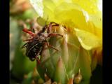 Unknown insect on Cactus flower.jpg