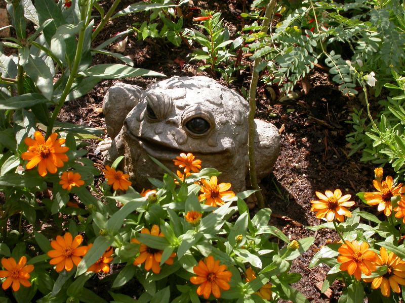 Mothers Day Frog with Zinnia linearis