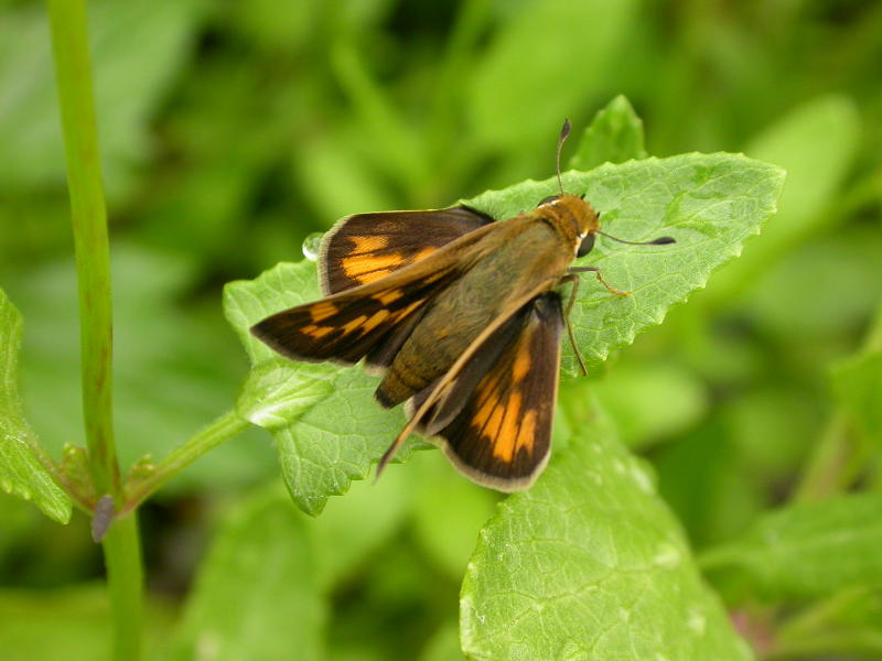 Skipper